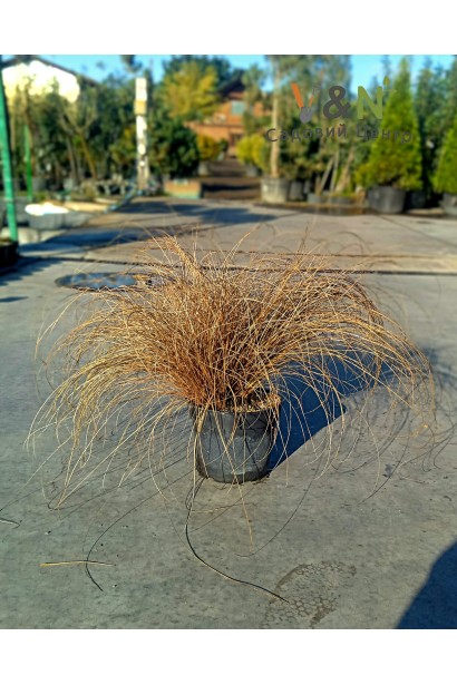 Контейнерна посадка осоки Bronze Perfection